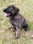 Dutch Shepherd