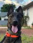 Dutch Shepherd