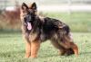 German Shepherd Dog