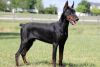 Doberman Pinscher