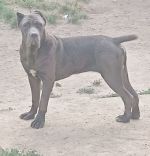 Cane Corso